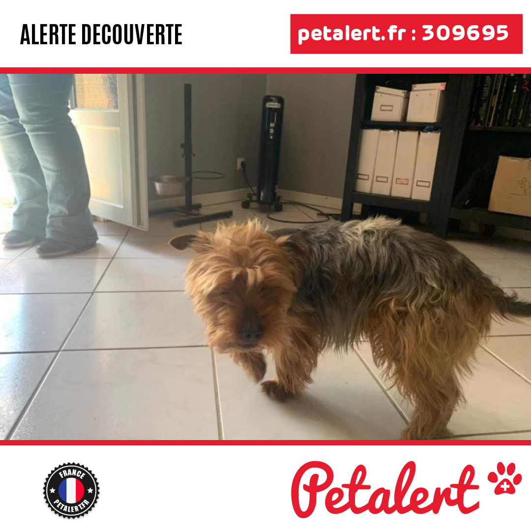 petalert_france's tweet photo. Trouvé #Chien #SeineEtMarne #BrieComteRobert #Petalert  #PetAlert77 / https://t.co/q1q1w7J4Aw https://t.co/md9hErjAT8