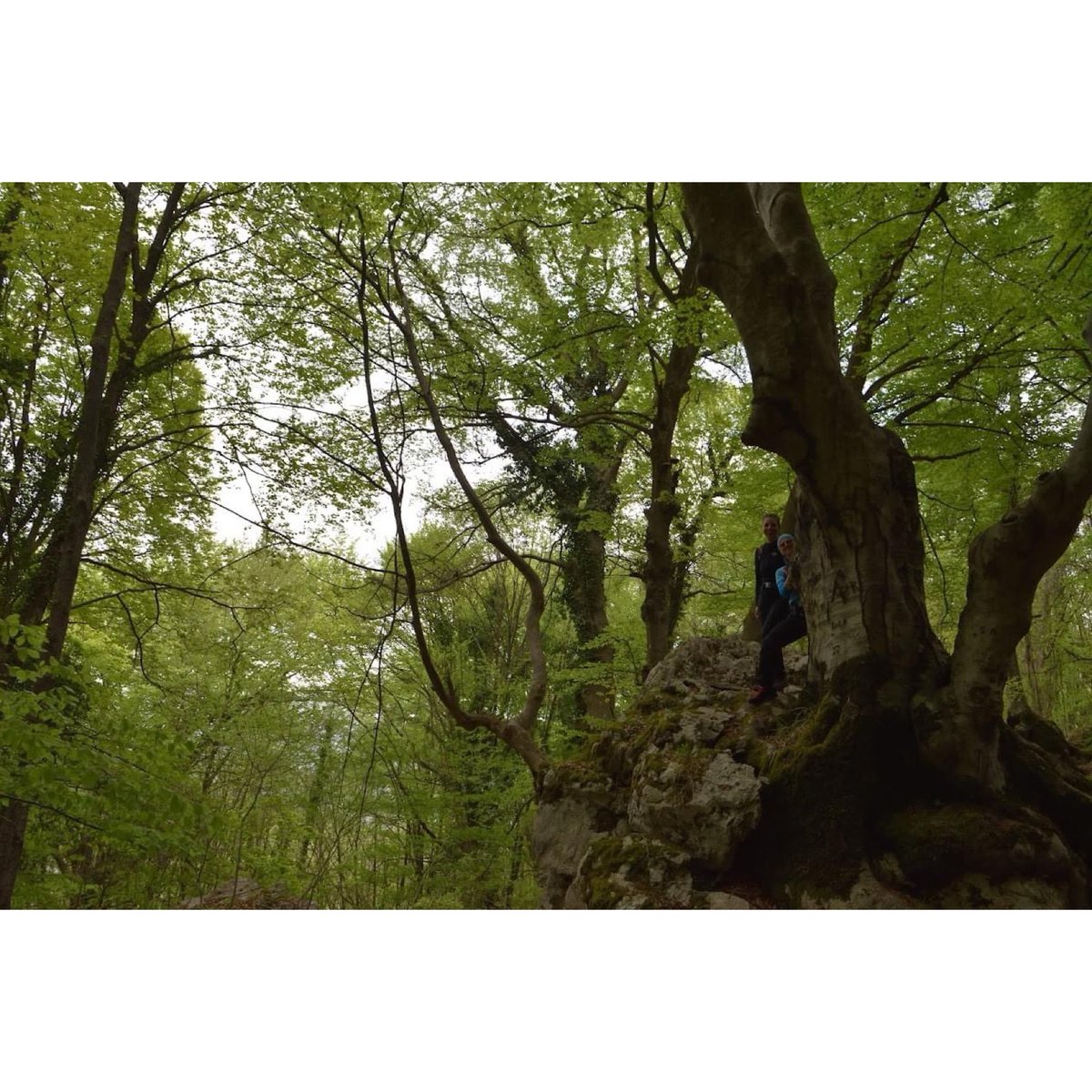 _sentieri's tweet photo. Riserva Naturale di Zompo lo Schioppo 💚 
.
.
#loveabruzzo #nature #NaturePhotograhpy #iosonoaigae https://t.co/zn3bTBkwE5