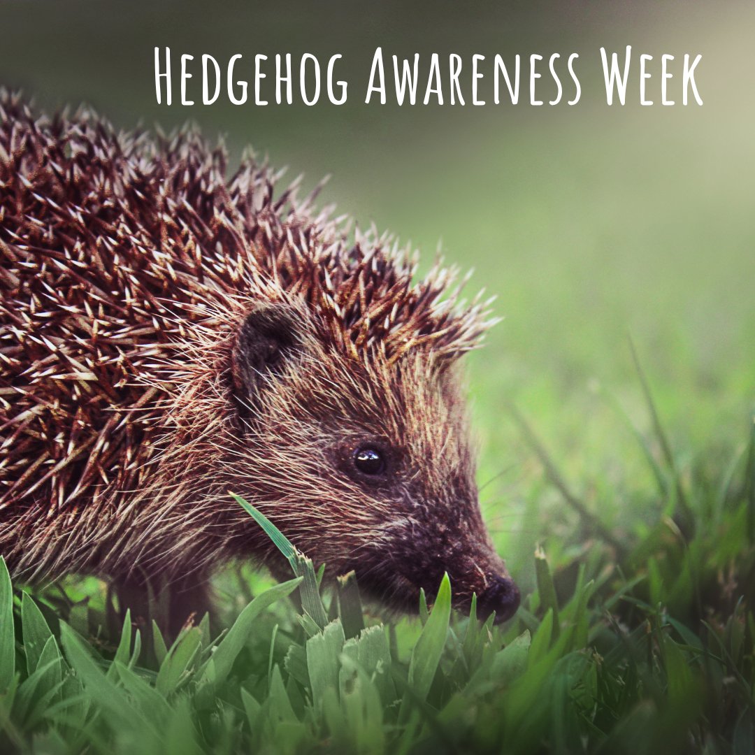 Did you know the biggest threat to hedgehogs is thought to be habitat loss? Reduced hedgerows have made it difficult for them to protect themselves and find shelter.  Our friends <a href="/hedgehogsociety/">Hedgehog Society</a>  are celebrating #hedgehogweek – get involved and see what you can do to help
