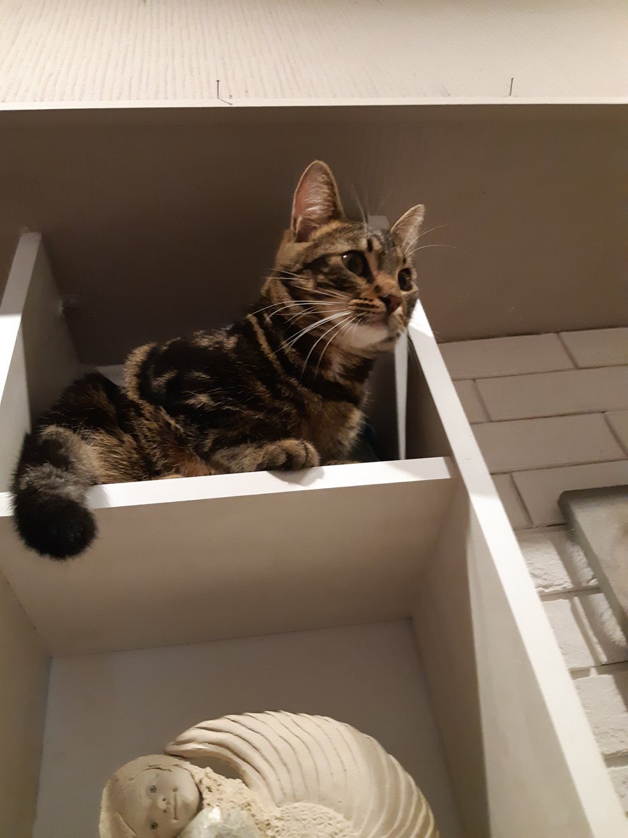 Найди кота...
И вообще я - рысь!😸😸