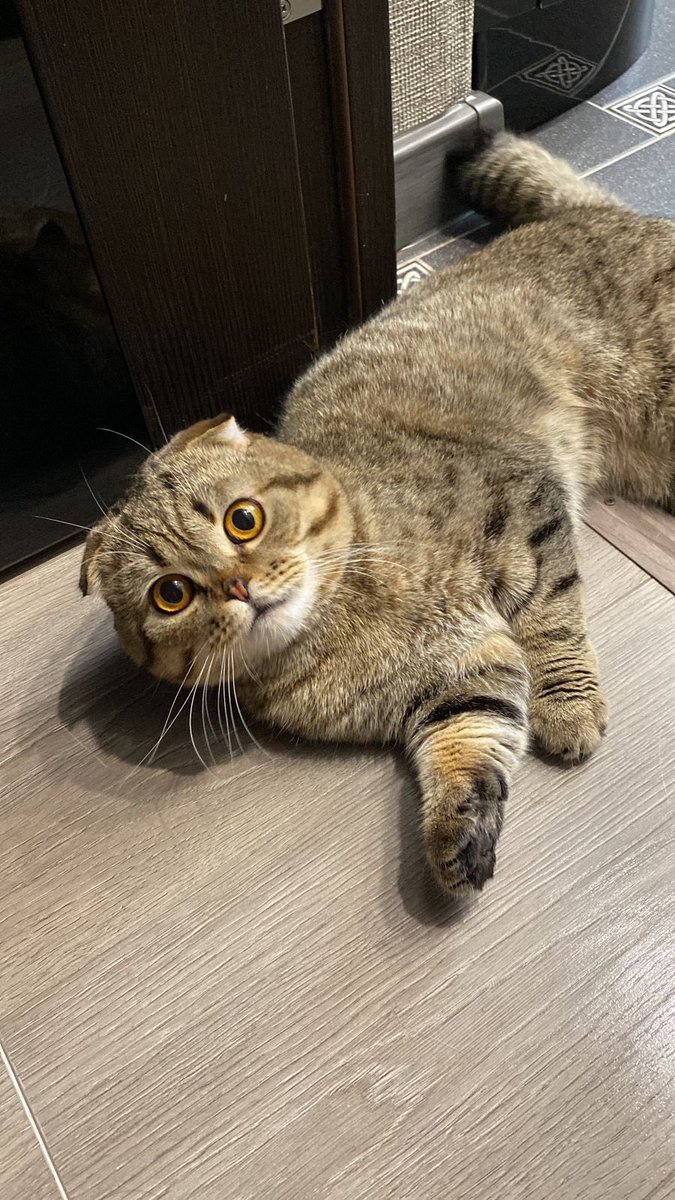 Москва! котик 1 год, стал не нужен после рождения ребенка 😖
Кастрирован, к лотку приучен. 
По всем вопросам: 89167845404