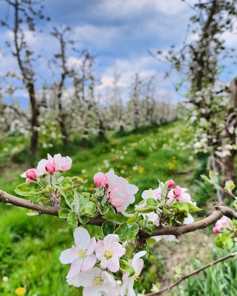 FoodandWineMK's tweet photo. Apples are in full blossom @SpiritOfPrespa https://t.co/R9jhflsrD5