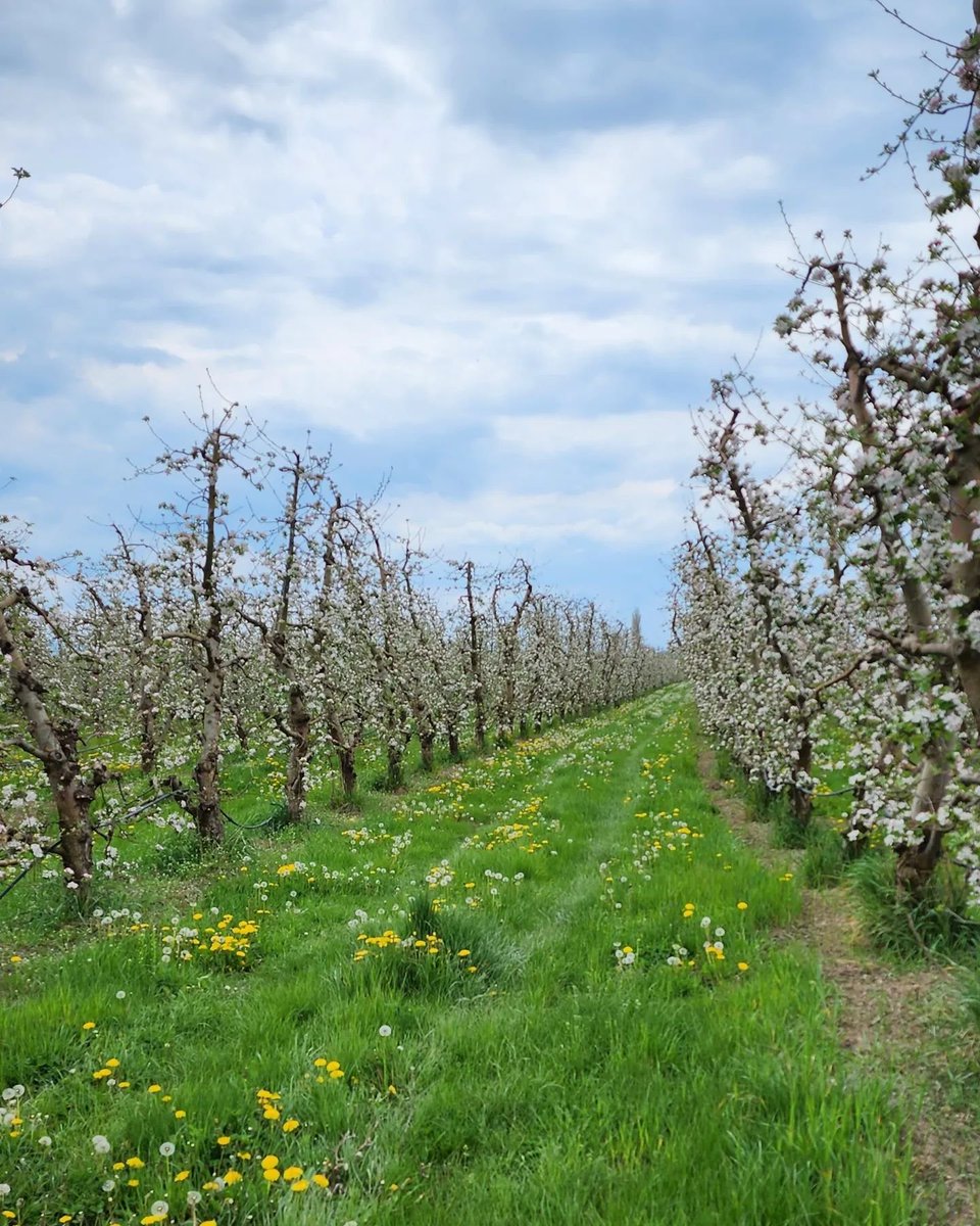 Apples are in full blossom <a href="/SpiritOfPrespa/">Spirit Of Prespa</a>
