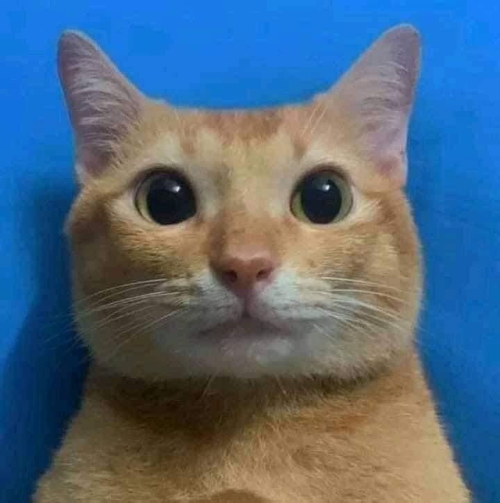 Take Meow Hand tweet media