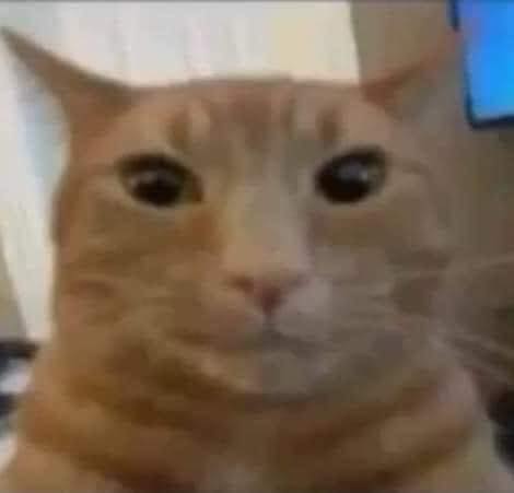 Take Meow Hand tweet media