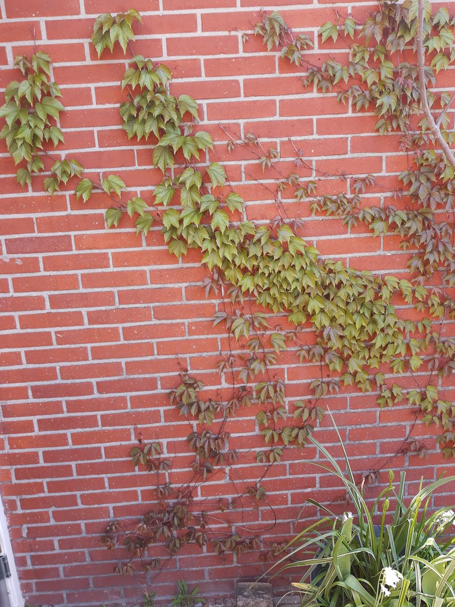 HermensMoestuin's tweet photo. Dezelfde plant maar 2 verschillende kleuren: boven en onder rood en in het midden groen. 

#vitis #wildewingerd #verschil #different #contrast #rood #groen #muur #minituin #mini #minigarden #klim #klimmer #klimplant #plant #plantsofinstagram #plantlife #planten #plant https://t.co/JmjDBI40Q0