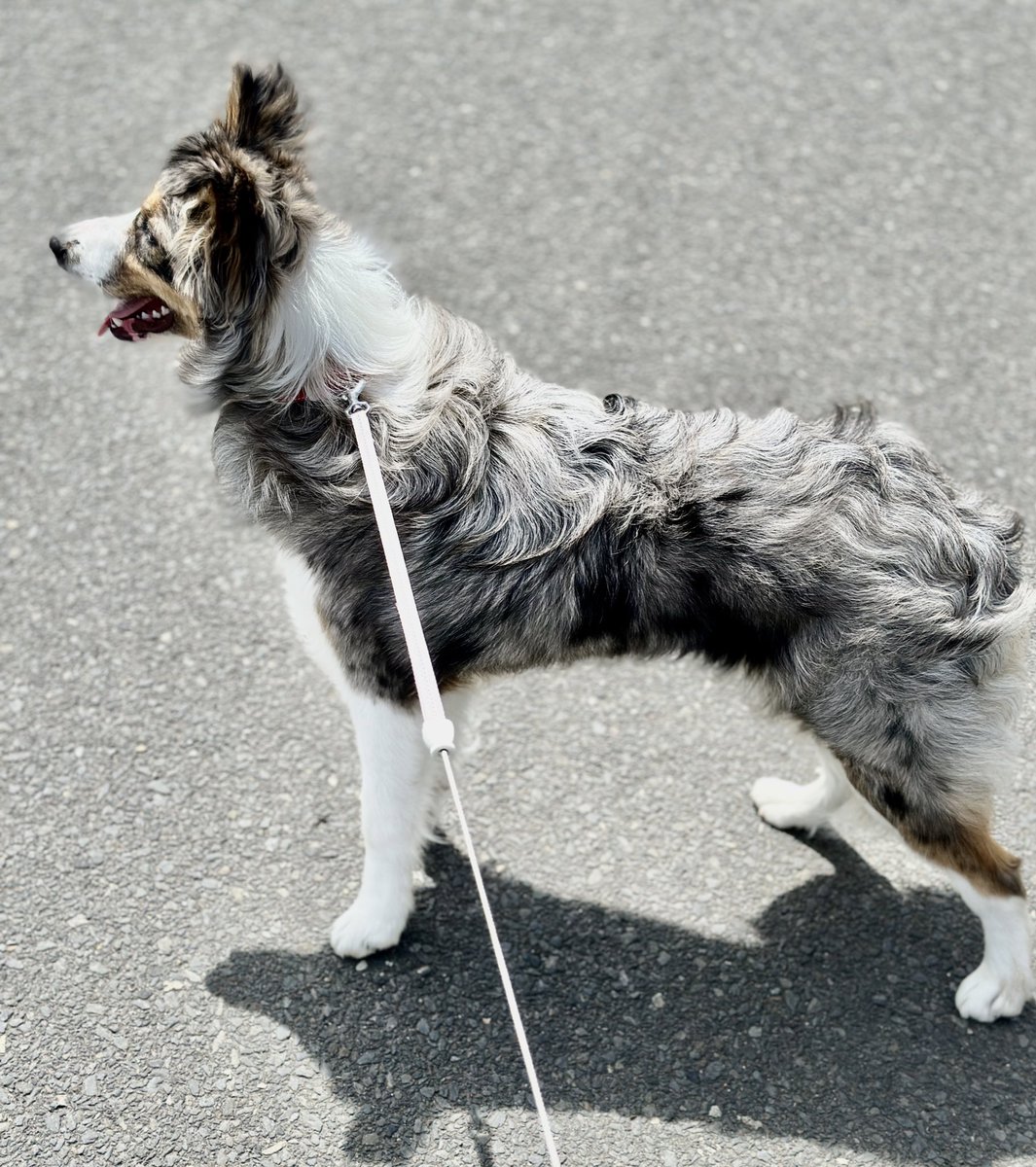 mona_ku_ta's tweet image. ドッグランとかの斜面を楽しそうにダッシュ🐕💨して
着地⁉️ターン⁉️体重支えれないのか滑るのか…
わからないけどたまーに前足グキ🦵ってなって顔😳ぶつけたり…

前足の筋力弱い⁉️餌の質あげてみるか…🥹
#ボーダーコリー #ドライフード #犬の健康