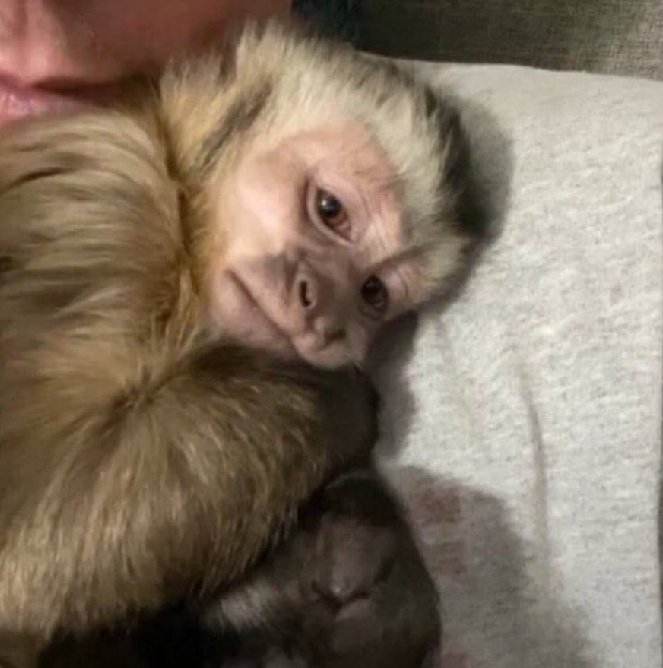 Meu cérebro é tão pequenininho pra esse tanto de coisa que tenho pra estudar, praticar e aprender