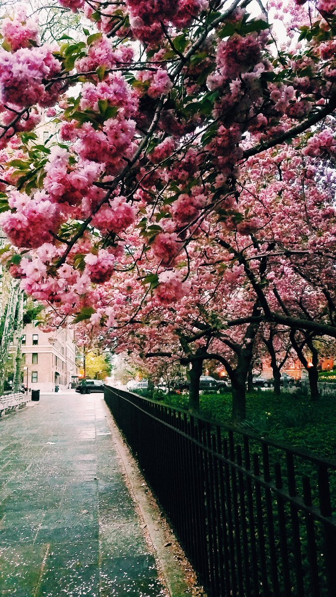 ruben_corella's tweet photo. #spring #springblast #springboom #printemps #primavera #primaveraesvida #vida #nature #live #flowers #fleurs #gardens #GardenersWorld #belleza #beaute https://t.co/Wcn8dKuRVj