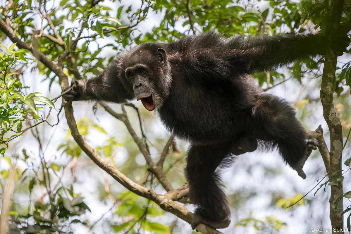 University of Zurich (@uzh_en) on Twitter photo Similar to humans, chimpanzees combine vocalizations into larger meaningful structures, as UZH researchers have shown. This ability might be evolutionarily more ancient than previously thought: news.uzh.ch/en/articles/me… <a href="/SimonWTownsend/">Simon W. Townsend</a> @Mael_Lx <a href="/UZH_Science/">UZH Science</a> <a href="/NCCR_Language/">NCCR Evolving Language</a> Similar to humans, chimpanzees combine vocalizations into larger meaningful structures, as UZH researchers have shown. This ability might be evolutionarily more ancient than previously thought: news.uzh.ch/en/articles/me… <a href="/SimonWTownsend/">Simon W. Townsend</a> @Mael_Lx <a href="/UZH_Science/">UZH Science</a> <a href="/NCCR_Language/">NCCR Evolving Language</a>