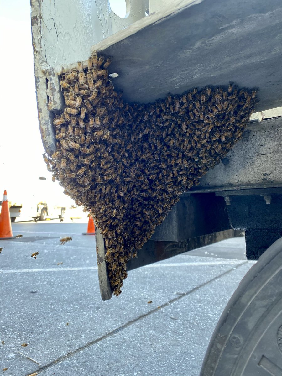 Bees in the D tweet media