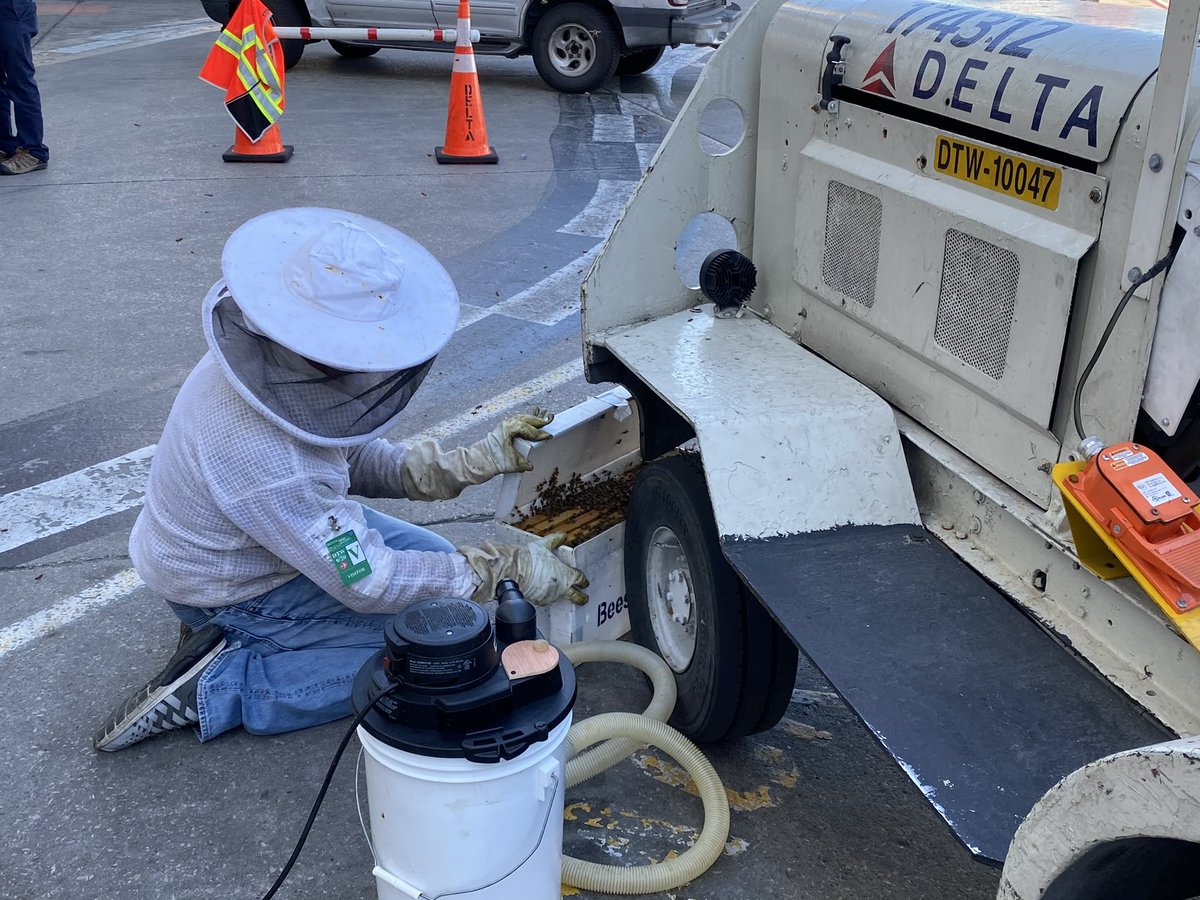 Bees in the D tweet media