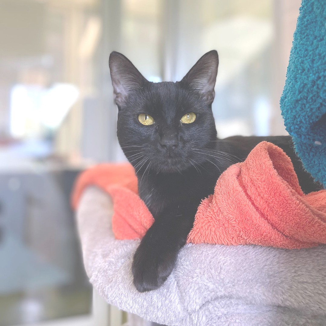 🖤 Who can resist the mysterious charm of a black cat? From their midnight fur to their piercing gaze, black cats are pure perfection 🐱

#cotsdogscats #rescuecat #cats #catsoftwitter #rescuecatsoftwitter #rescuebestbreed #adoptdontshop #adoptable #blackcat #catlover