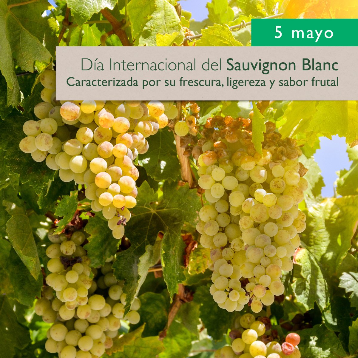Los #vinos pertenecientes a este tipo de uva son suaves y aromáticos; con un sabor frutal que aporta frescura. 

Celebra este día con una 🍷 de uno de nuestros vinos de esta variedad:
-Corazón Loco, Bodegas Iniesta.
-Antares Lágrimas de Sauvignon, Bodega Nuestra Señora Estrella.