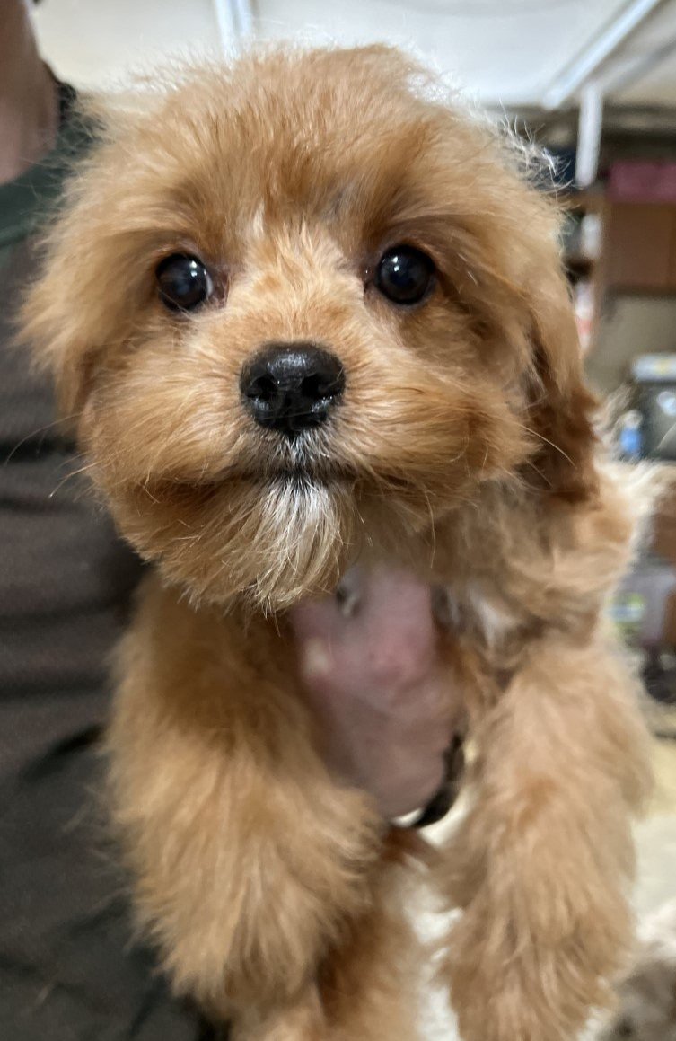 decdebring's tweet photo. Our #MontanaToyCavapoos are an excellent alternative for anyone searching for a petite and friendly dog. #Cavapoos are a hybrid between a Cavalier King Charles Spaniel and a Poodle that make an excellent lap dog. https://t.co/2p9aDTSrKz https://t.co/mgvv1wEiSp
