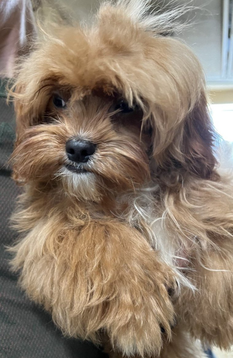 decdebring's tweet photo. Our #MontanaToyCavapoos are an excellent alternative for anyone searching for a petite and friendly dog. #Cavapoos are a hybrid between a Cavalier King Charles Spaniel and a Poodle that make an excellent lap dog. https://t.co/2p9aDTSrKz https://t.co/mgvv1wEiSp