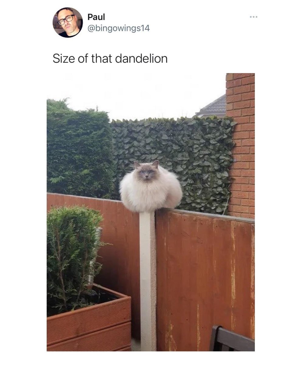 That's no dandelion !!

Love this pic? You can see more here: buff.ly/41RBVPu