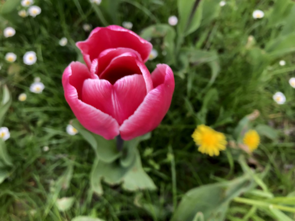 DaphneBergsma's tweet photo. And now the #GeneralMaczek 🌷are in full blossom! Thank you again @RauZbigniew for planting them last autumn. A wonderful result of 🇵🇱🇳🇱cooperation!
@MSZ_RP @DutchMFA https://t.co/RXEB6O6ijn