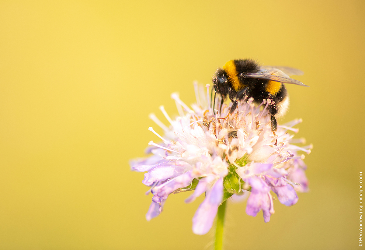 wwf_uk's tweet photo. Will you let your lawn get a little wilder for #NoMowMay?

Allowing grass to grow long is an easy way to provide vital habitats for wildlife, and essential nectar for pollinators.🐝🌼🦋

Sometimes, the best way to #SaveOurWildIsles is to let nature do its thing!

@Love_plants https://t.co/4gd0b8uo06