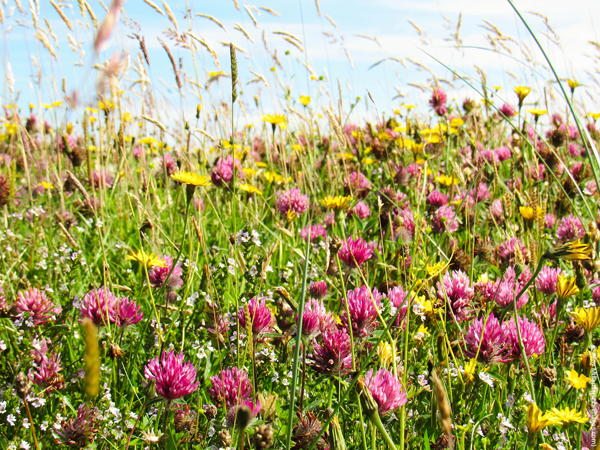 wwf_uk's tweet photo. Will you let your lawn get a little wilder for #NoMowMay?

Allowing grass to grow long is an easy way to provide vital habitats for wildlife, and essential nectar for pollinators.🐝🌼🦋

Sometimes, the best way to #SaveOurWildIsles is to let nature do its thing!

@Love_plants https://t.co/4gd0b8uo06
