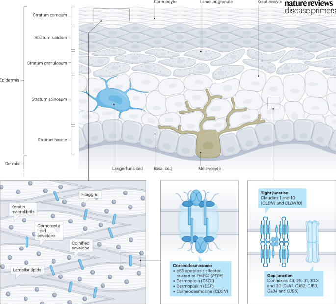 DiseasePrimers's tweet image. Keratinocytes are the most common cell type of epidermis, which can be divided into layers that reflect stages of keratinocyte differentiation, a process that is critical in the formation of a protective epidermal barrier. #Ichthyosis 
go.nature.com/3J4ptWp