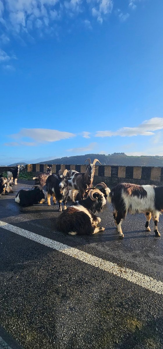 Thou shall not pass 🐐
We're sailing 7 days a week, once you get pasts the goats😎
#passageeastferry #irelandsancienteast #sunnysoutheast #Waterford #Wexford