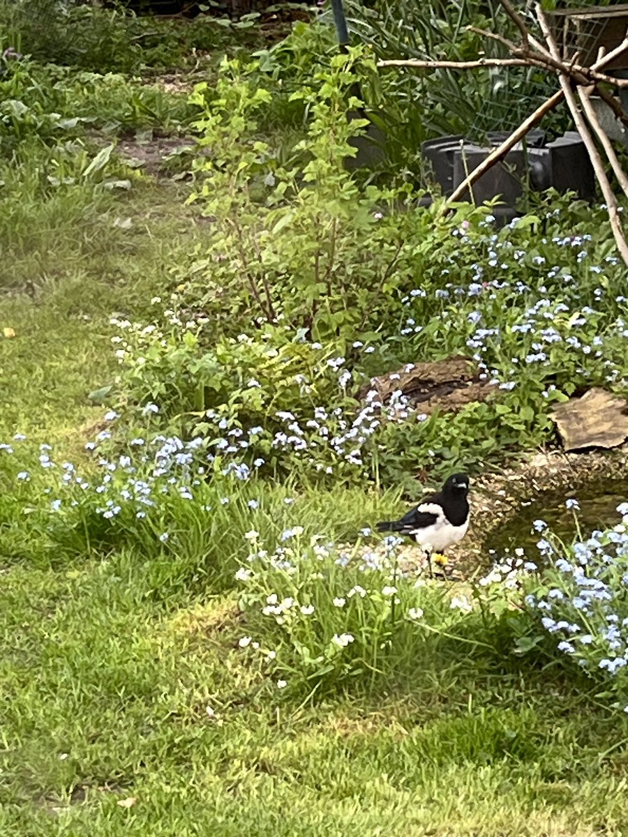 Sophie The Magpie on Twitter "Hi gang, just thought you’d like to see