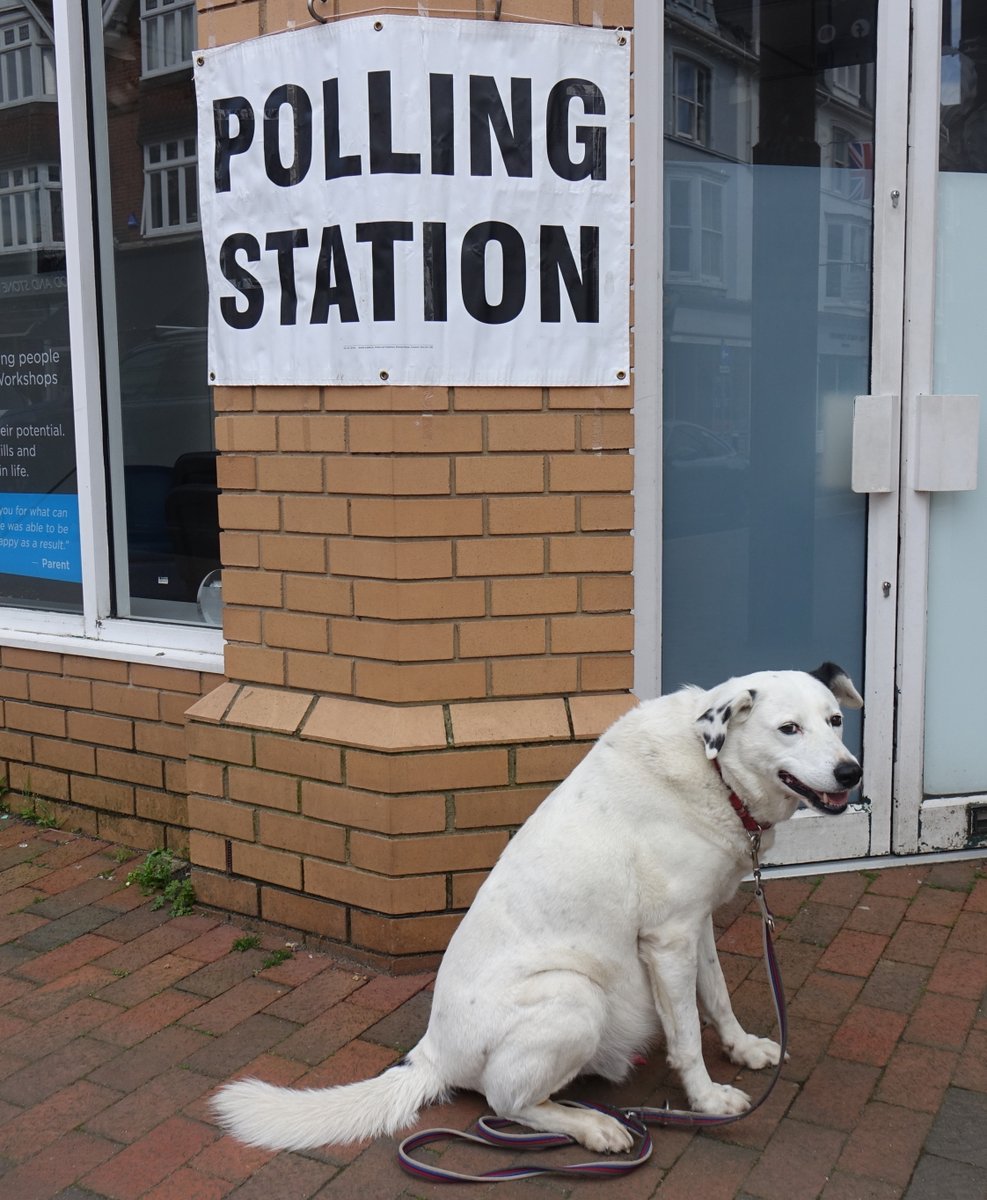 SnowytheD's tweet photo. What's happening? I have just taken my assistant to vote ...  #dogsatpollingstations #dog  Dog Rights are an important matter! in #TunbridgeWells 
@PetsofTWBC @WeAcceptPets . There were NO #treats in the polling booth. BEH!!! https://t.co/iaQjykK4LD