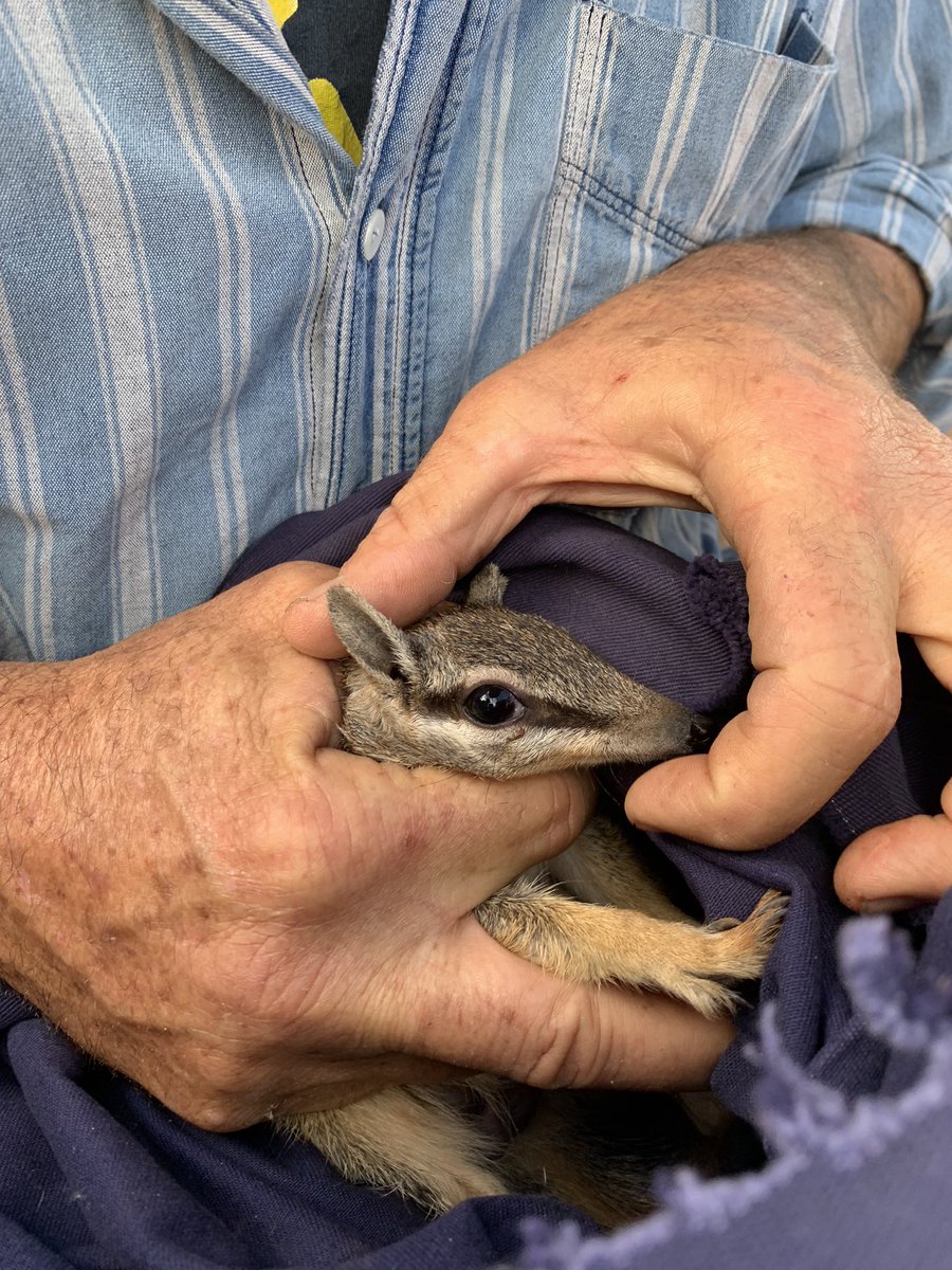 Recently reintroduced numbats going strong at Secret Rocks - adults settling in well and females with pouch young - the first numbats born on the Eyre Peninsula in probably over 150 years <a href="/TSCommissioner/">@TSCommissioner</a>