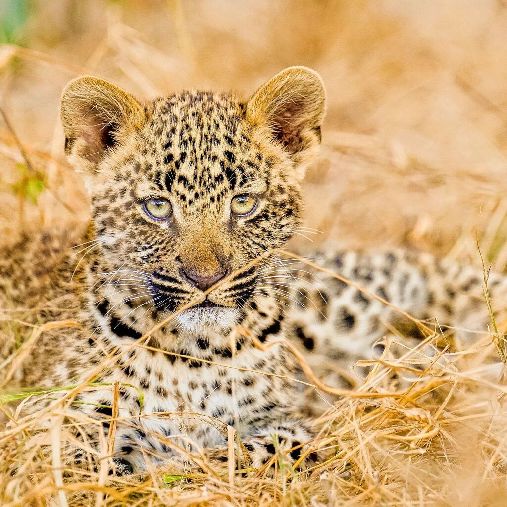 A little late but it's always a good time to post a leopard cub photo...?! Happy belated #internationalleopardday