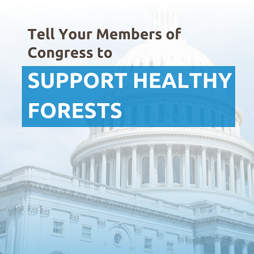 cclsanantonio's tweet photo. Did you know that trees pull the equivalent of 12% of America’s carbon pollution out of the air each year? Ask Congress to protect funding for climate-smart forestry through the FOREST Act🌲 The link to contact your MOCs is in our bio! #citizensclimatelobby #climatechange https://t.co/bWLte4G5nM