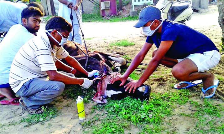 #EndCruelty Doing good to humanity is our biggest religion. Animal Welfare Under this, these followers get sick or animals lying on the way treated. Following the holy inspirations of revered Guru Saint Gurmeet Ram Rahim ji.