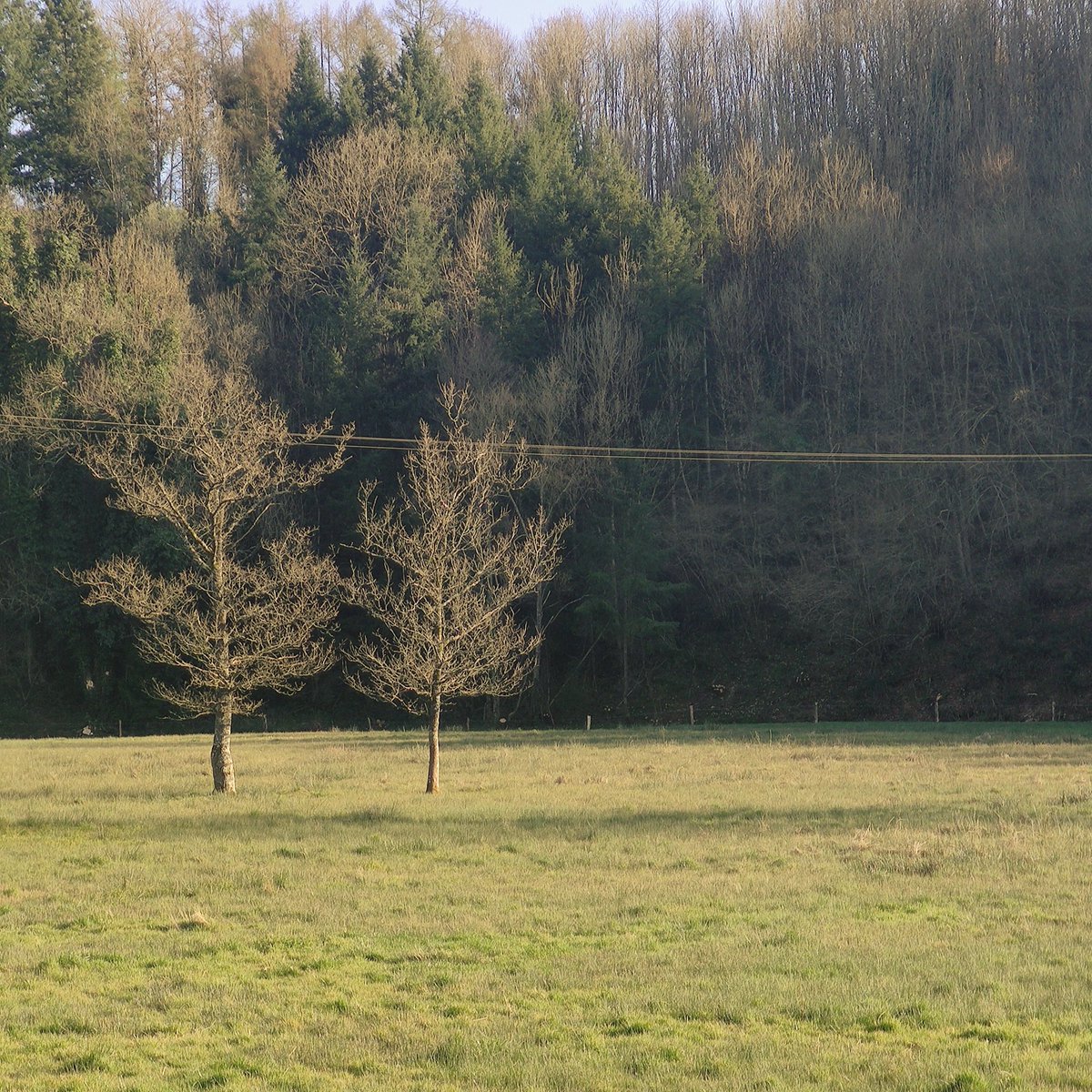 valmont1702's tweet photo. Two isolated trees - in the meadows #countrysidelife #majestictrees #treesarebeautiful #草甸 #나무 #树林 #woodlands #valley #prairie #牧草地 #meadows #木 #earlyspring #county #vscocam #grove #작은숲 #ファインダー越しの私の世界 #naturallandscapes #자연 #adventure #木立 #緑の木 https://t.co/tsrOXLB38t