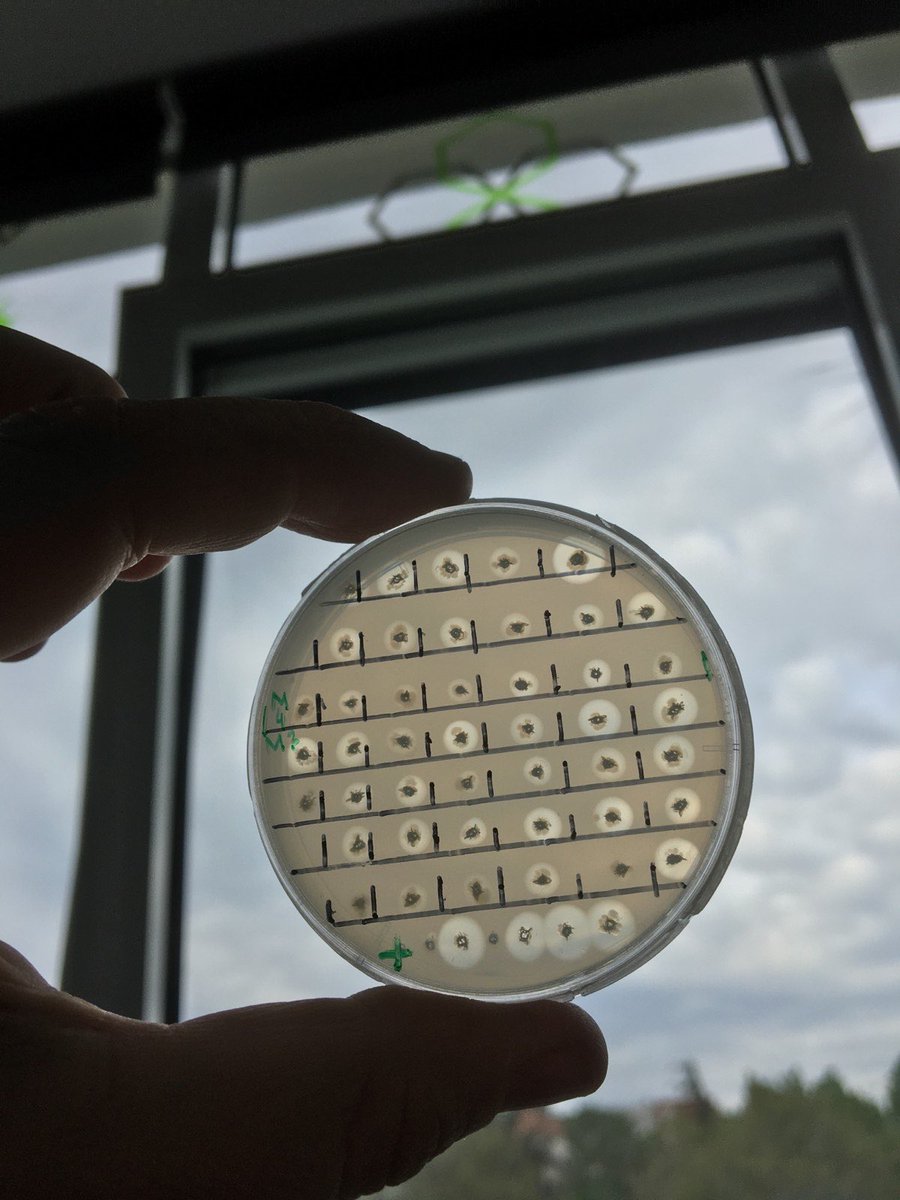 🥳 Directed evolution of depolymerases for more efficient plastic degradation.
Done by <a href="/Marija__N/">Marija Nenadović</a>.