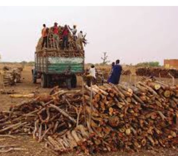 Nous vivons la désertification pourtant nous continuons de couper le bois.
#CoupeAbusiveDuBois
#consommationDuBoisDeChauffe
#ChangeonsdeComportement
#Reboisement #Plantion #Entretien
#PromotionDesFoyersAméliorés