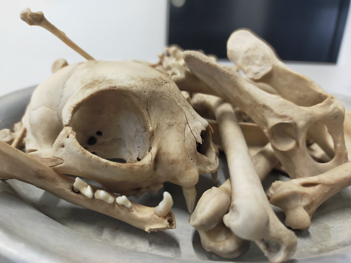 SACHROFICS tweet media