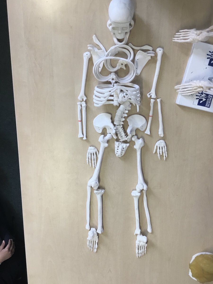This week Year 2 had a visit from <a href="/hands_science/">Hands-On-Science</a> . We had a great time exploring bones and putting Barbara back together.