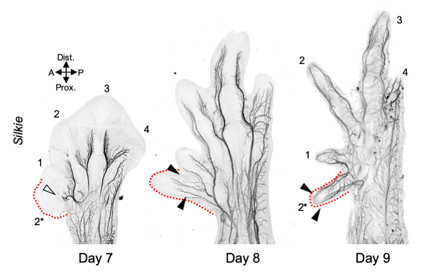 Tschopp Lab (@tschopplab) on Twitter photo new paper out: <a href="/MaevaLuxey/">Maeva Luxey</a> and colleagues’ ongoing quest to understand what happens with the #limb #neuromuscular system when digit numbers change… - with Gabriela Stieger and Bianka Berki 👏🎉 Congrats!!! tinyurl.com/bdz7tu2t new paper out: <a href="/MaevaLuxey/">Maeva Luxey</a> and colleagues’ ongoing quest to understand what happens with the #limb #neuromuscular system when digit numbers change… - with Gabriela Stieger and Bianka Berki 👏🎉 Congrats!!! tinyurl.com/bdz7tu2t