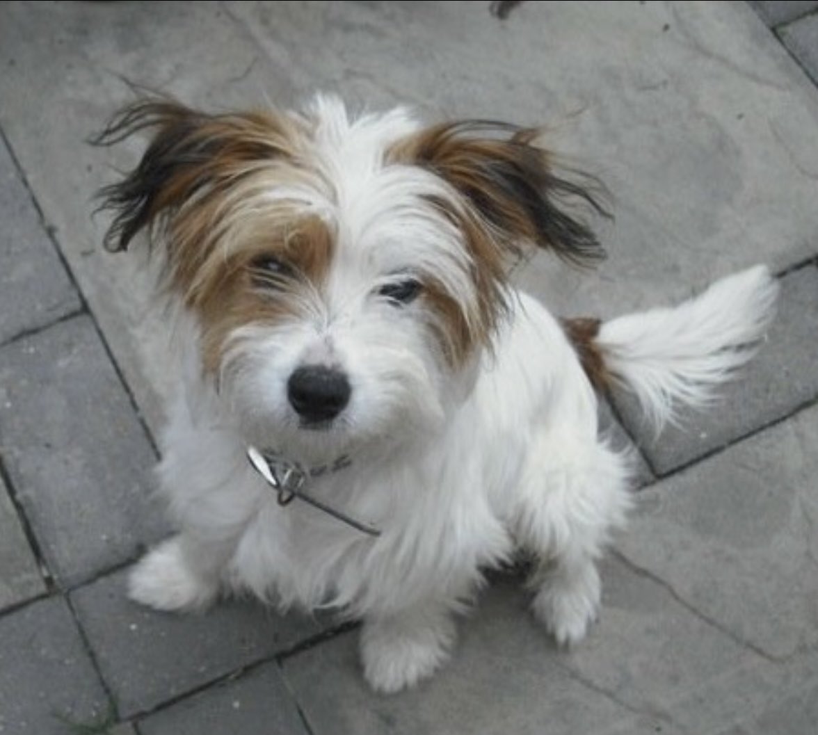 halfpint1775's tweet photo. ***Get involved in groundbreaking NEW research into puppy development***

Have a dog under 2? Complete this quick survey to help future doggies live awesome lives:

https://t.co/txGQ4dZM7v

#research #dogs #puppies #puppy #Science https://t.co/XXXfpxo3FV