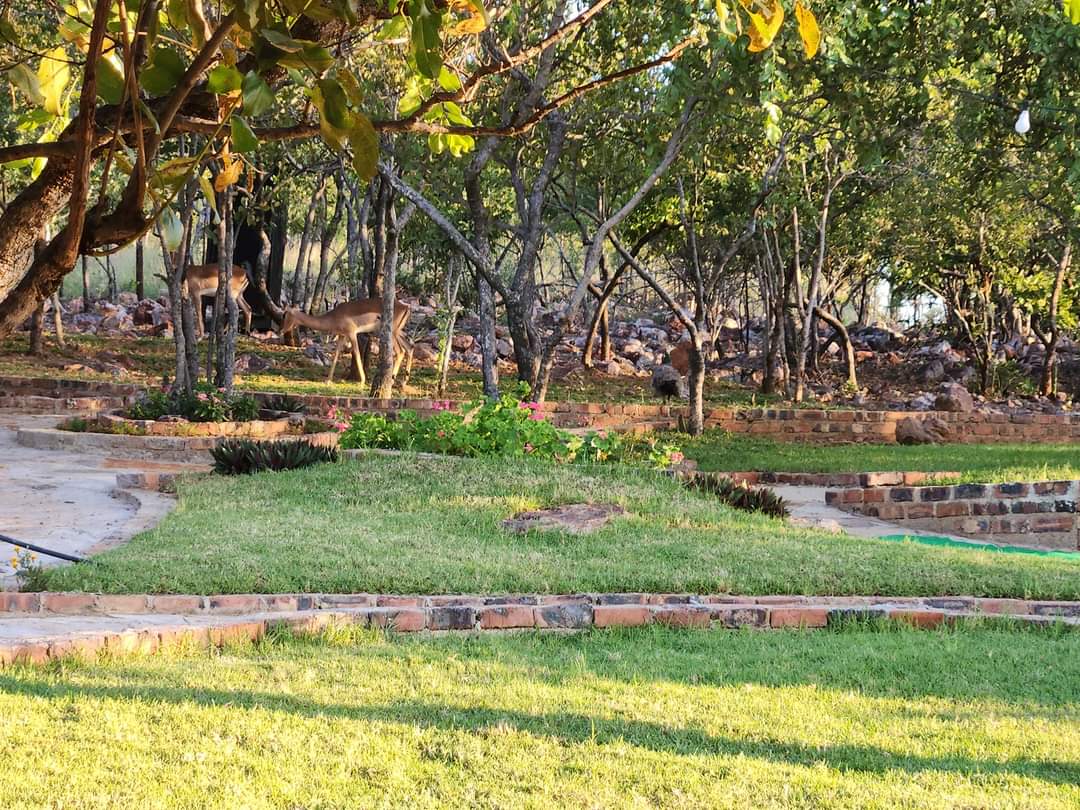 Kush_Chengeta's tweet photo. Transportation Available📍🚌KhumoSha brings the best out of the BUSH to you &amp; your loved ones.

Activities:
Entrance fee:P100 adults P50 Kids with access to free swimming, volleyball, Trampling, mini soccer, Tug of war, access to braai stands n picnic area &amp; a view of Our Impalas https://t.co/Ji1nao0epG