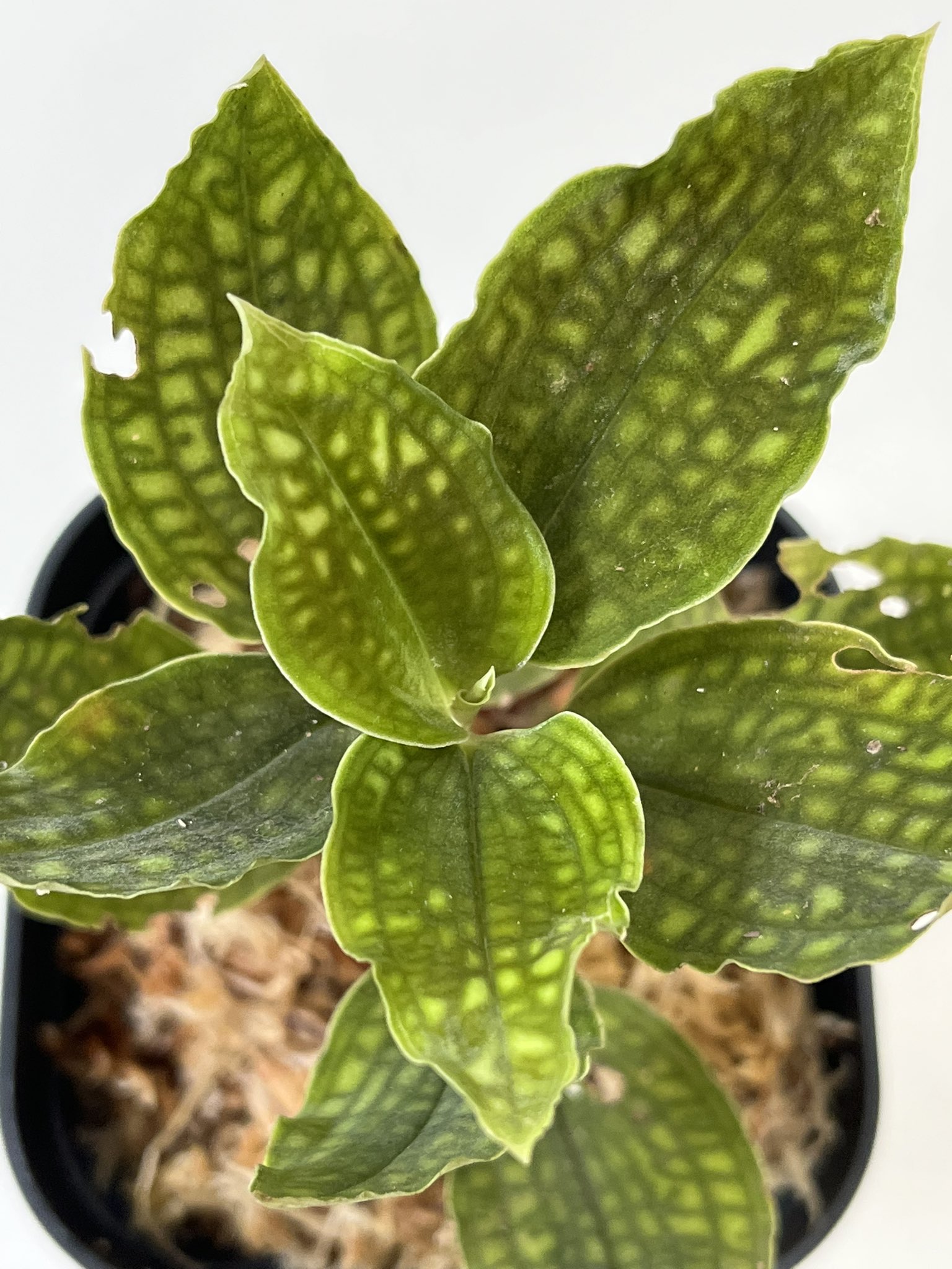 Cystorchis sp. Papua (Brown Type)-Eurycentrum？今後、追加or