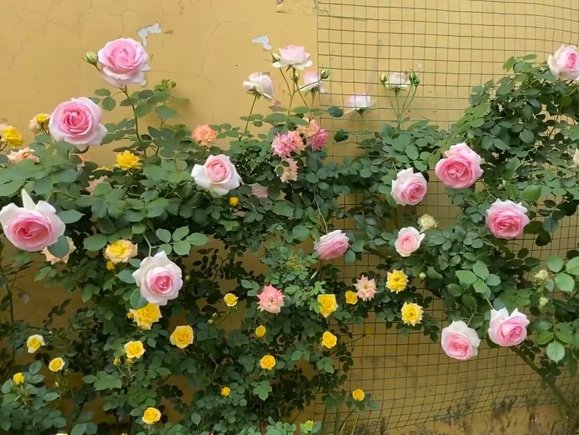 asepgopur's tweet photo. 做人的心有多大，人生的成就就有多大。 https://t.co/6m4YUUsrxK