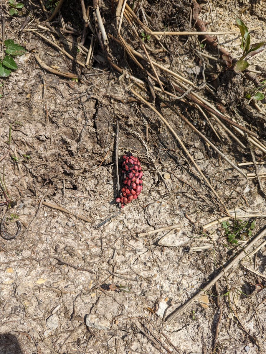 gow_derek's tweet photo. For the life of me I cannot think what has produced this at the edge of a new pond. My guess is pheasant but as to the colouration I have no idea. https://t.co/MQFK6VEYOY
