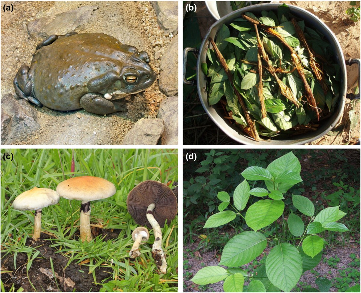 Wildlife is traded on the #darkweb, but it's mostly psychoactive plants and fungi. Meanwhile, #wildlifetrade is pervasive on accessible layers of the internet, where greater attention is needed. Our new paper provides insights into this clandestine trade.
doi.org/10.1002/pan3.1…