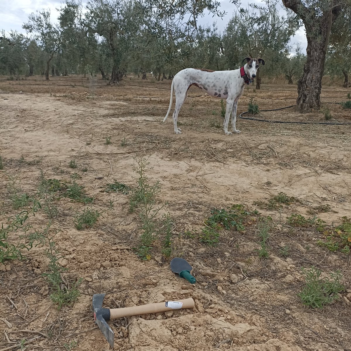 Searching for #Cardiocondyla batesii with my lovely helper 🐜🐕 Field work season is here ❤️ #ants #research #ecology