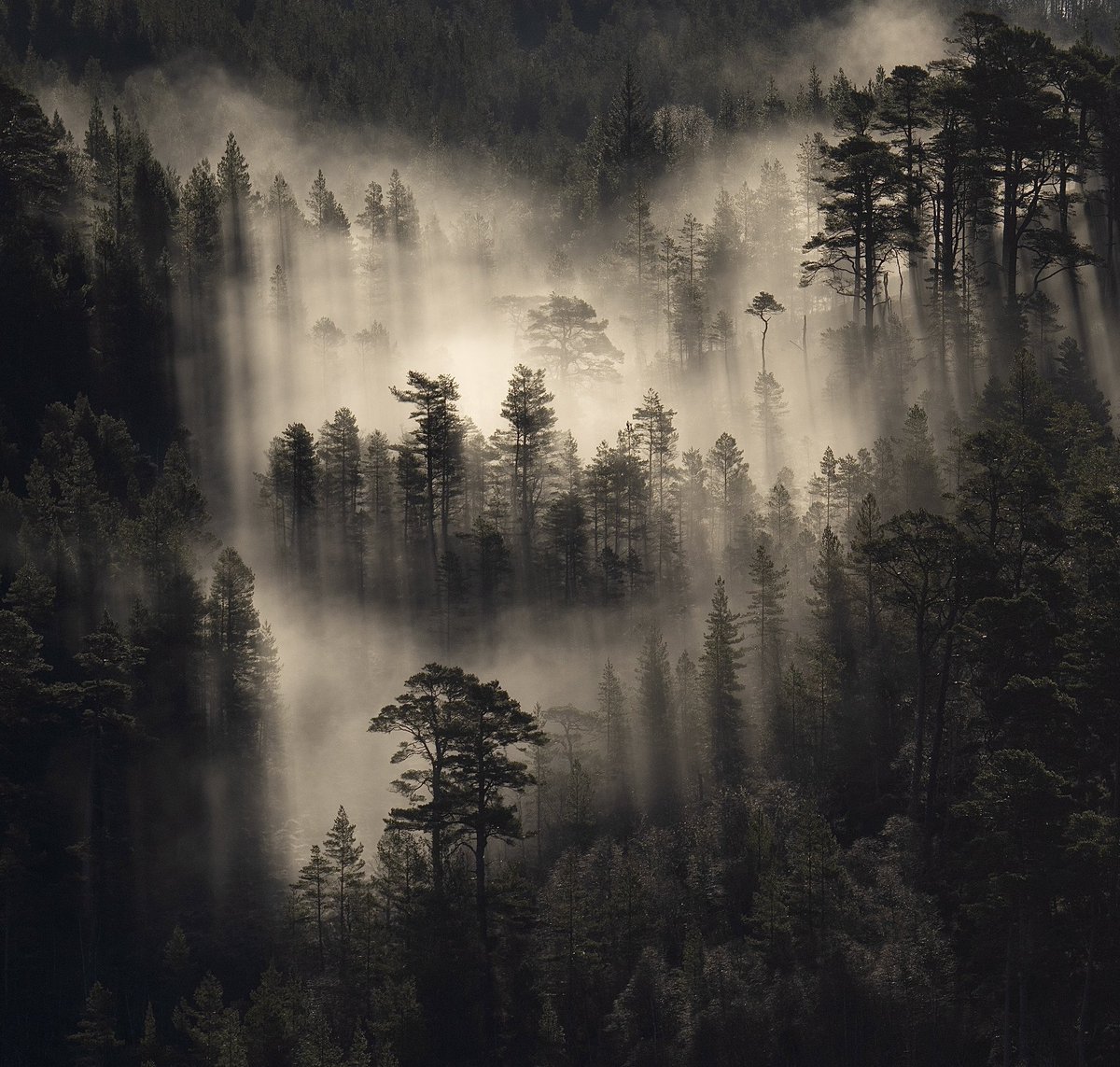 A new day in the Caledonian Forest.