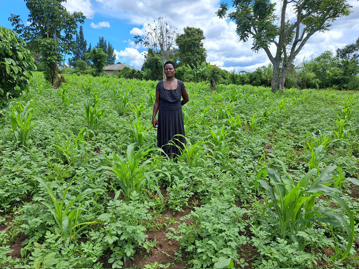 BRIGHT project team  <a href="/AgriterraGL/">Agriterra Great Lakes</a> and <a href="/IFDCGlobal/">IFDC</a> funded by <a href="/NLinUganda/">Embassy of the Netherlands in Uganda</a> assessimg the needs of small holders farmers in potato, coffee and maize value chains Rwenzori region. Smiles on face of farmers for Nyankwanzi coop. expecting support to increase production.