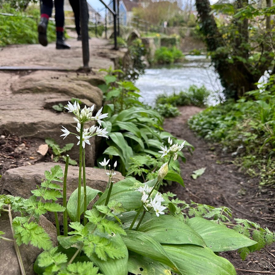 KinnesonLalor's tweet photo. A lovely little patch of wild garlic near Pensford. The banks of the river and surrounding hills were thick with it, just starting to come out, along with wood anemones and bluebells, and the smell was amazing.
#wildflowers #ornamentaledibles #ornamenta… https://t.co/CaRMPzZKVK https://t.co/lU00G7LN4X