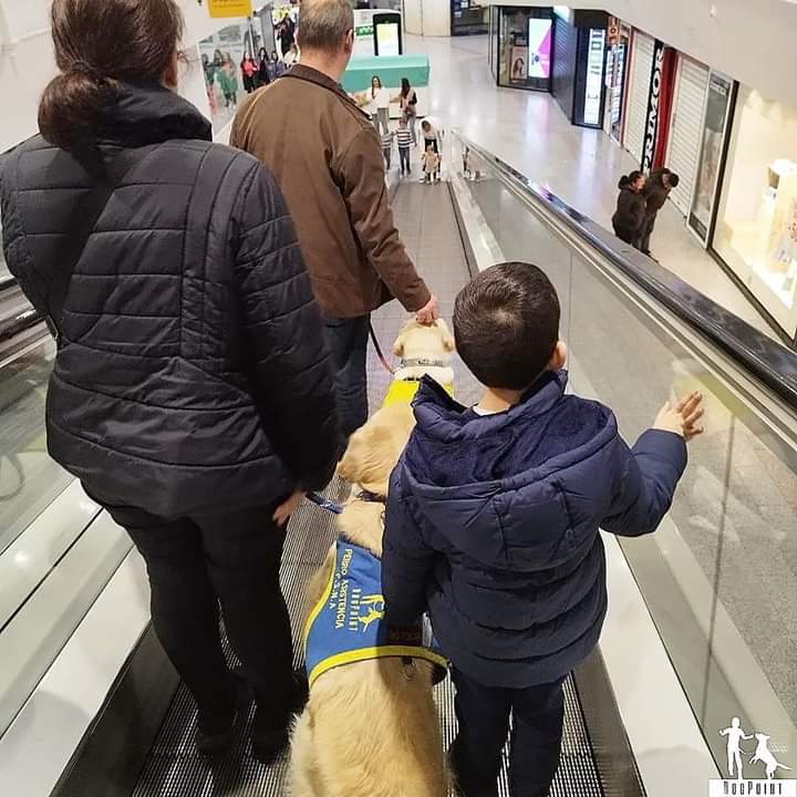 4patasparalbert's tweet image. Compartimos de Dogpoint!
#autismo #ssperger #diversos #juntosumamos #perrosdeasiwstrncia facebook.com/10006487065364…