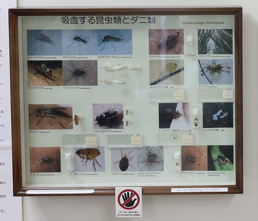 あなたのペットにもトコジラミが寄生することがありますか?